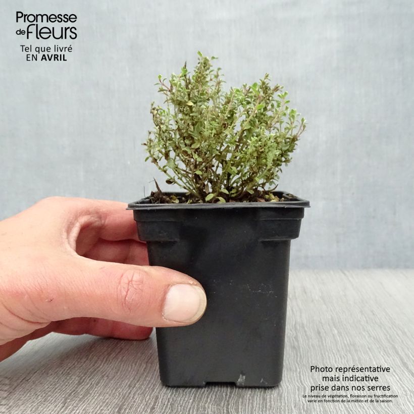 Spécimen de Thym citron Silver Edge BIO - Thymus citriodorus Godet de 7/8 cm tel que livré au printemps