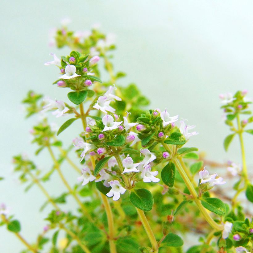 Thym citron - Thymus citriodorus - Le Jardin du Pic Vert