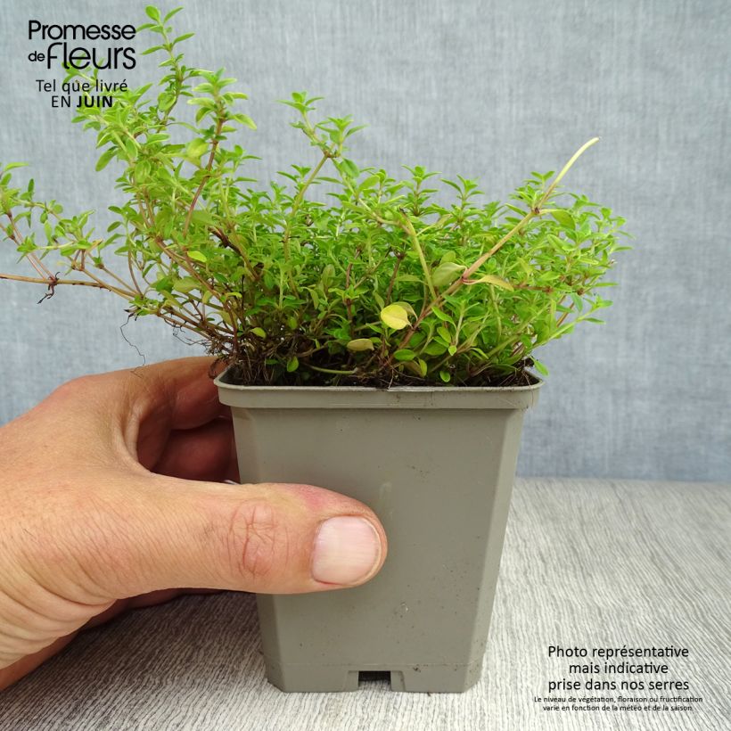 Spécimen de Thym citron doré - Thymus citriodorus Aureus Godet de 8/9 cm tel que livré en été