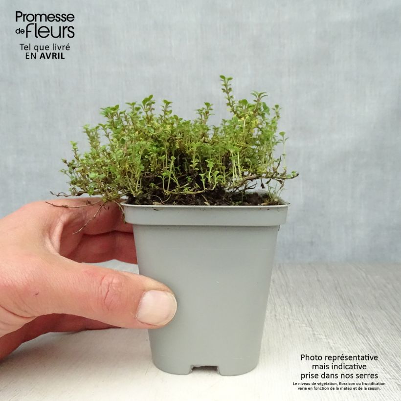 Spécimen de Thym citron doré - Thymus citriodorus Aureus Godet de 9cm tel que livré au printemps
