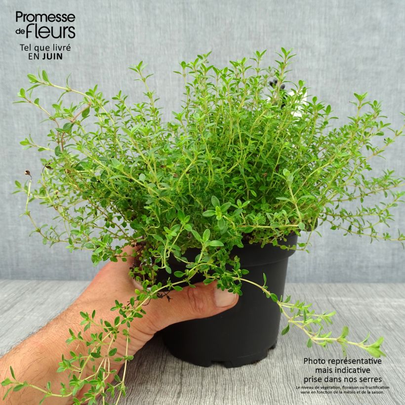Spécimen de Thym citron doré - Thymus citriodorus Aureus Pot de 1,5L/2L tel que livré en été