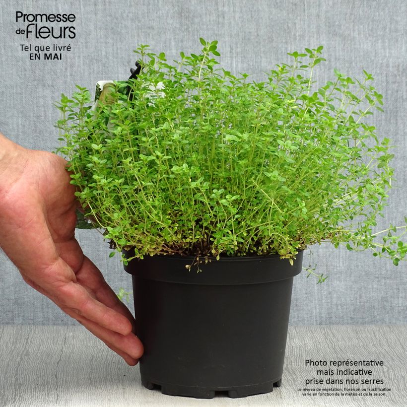 Spécimen de Thym citron doré - Thymus citriodorus Aureus Pot de 1.5L/2L tel que livré au printemps