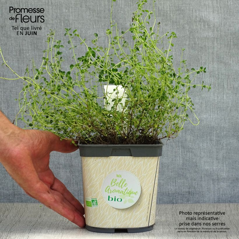 Spécimen de Thym citron en plant BIO Pot de 2L/3L tel que livré en été