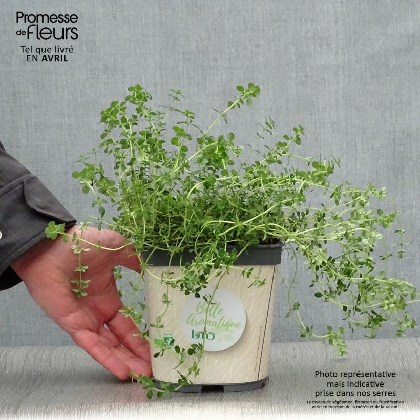 Spécimen de Thym citron en plant BIO Pot de 2L/3L tel que livré au printemps