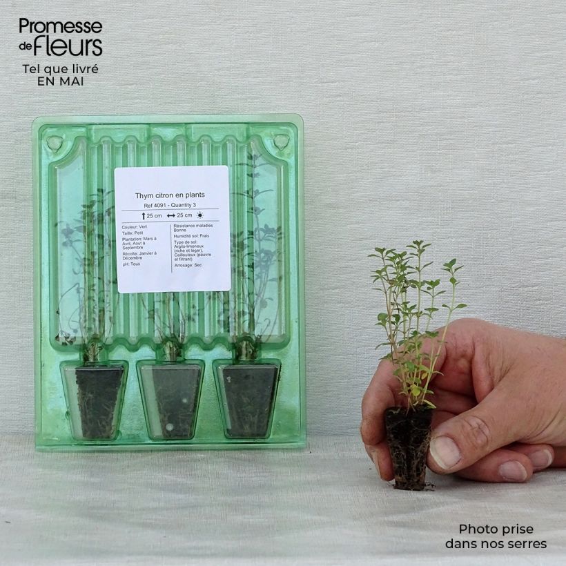 Spécimen de Thym citron en plants Mini-motte 3 cm tel que livré au printemps