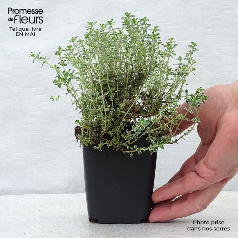 Spécimen de Thym citron panaché - Thymus citriodorus Silver Queen Godet de 9cm tel que livré au printemps