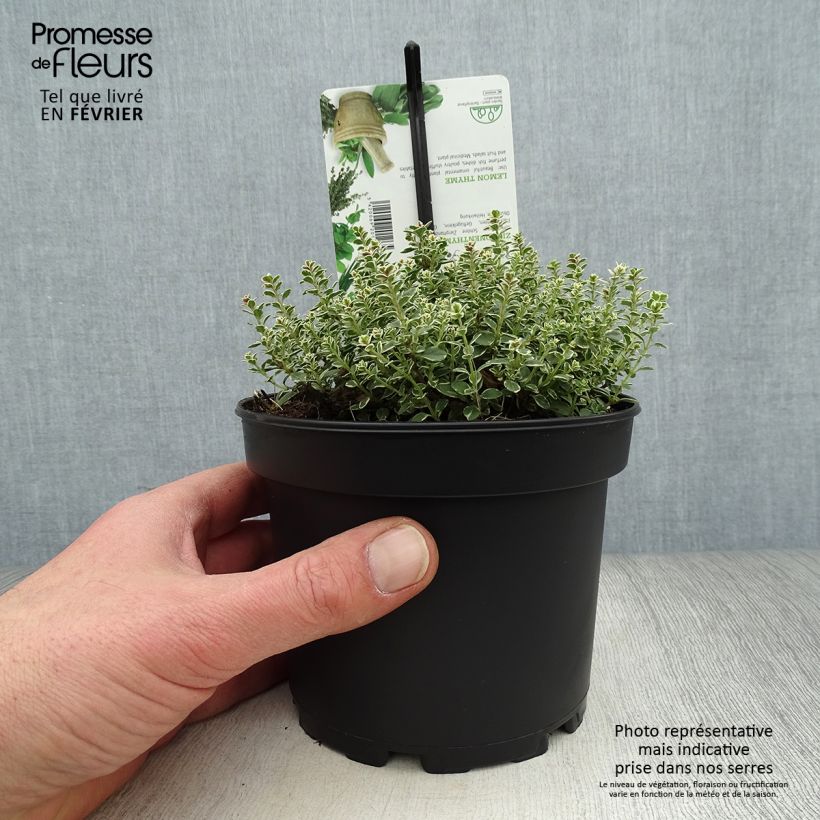Spécimen de Thym citron panaché - Thymus citriodorus Silver Queen Pot de 1,5L/2L tel que livré en hiver