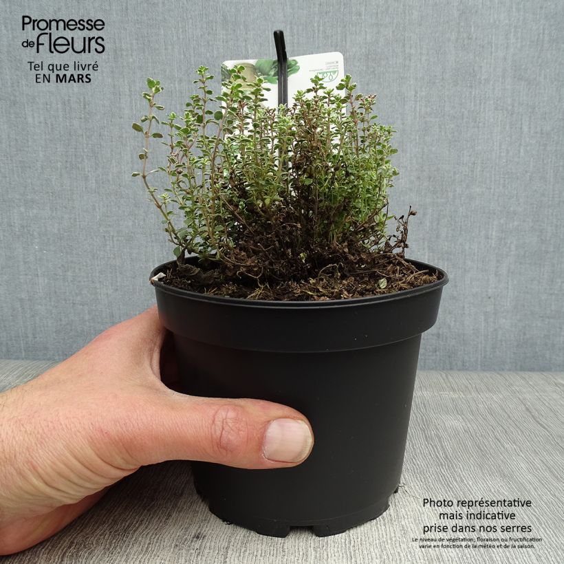 Spécimen de Thym citron panaché - Thymus citriodorus Silver Queen Pot de 1.5L/2L tel que livré au printemps