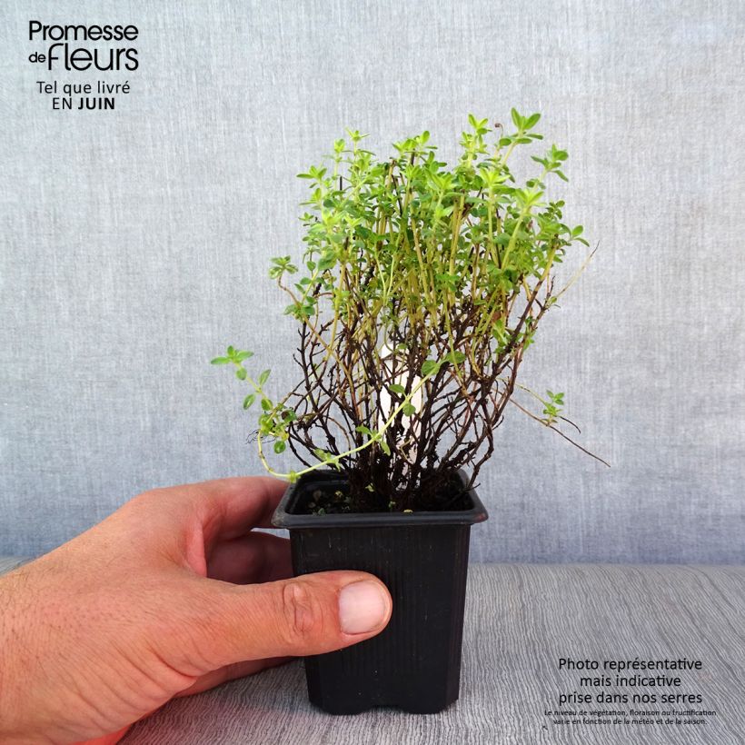 Spécimen de Thym citron panaché - Thymus citriodorus variegated Godet de 7/8 cm tel que livré en été