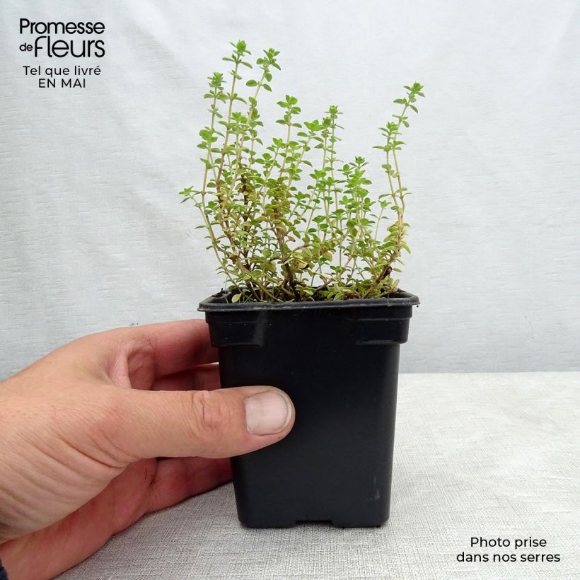 Spécimen de Thym citron panaché - Thymus citriodorus variegated Godet de 7/8 cm tel que livré au printemps