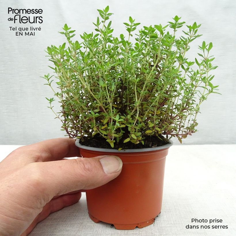 Spécimen de Thym d'hiver, Thymus vulgaris Compactus en godet 8 cm tel que livré au printemps