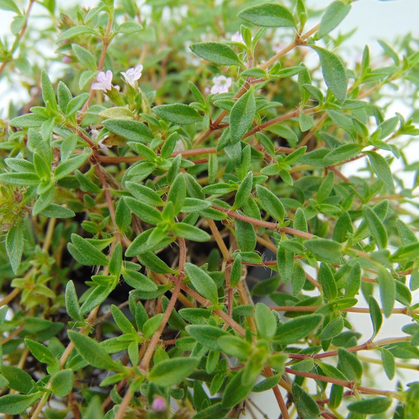Thym de Corse - Thymus herba-barona  (Feuillage)