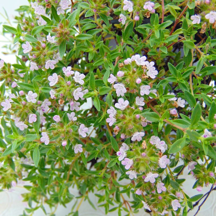 Thym de Corse - Thymus herba-barona  (Floraison)
