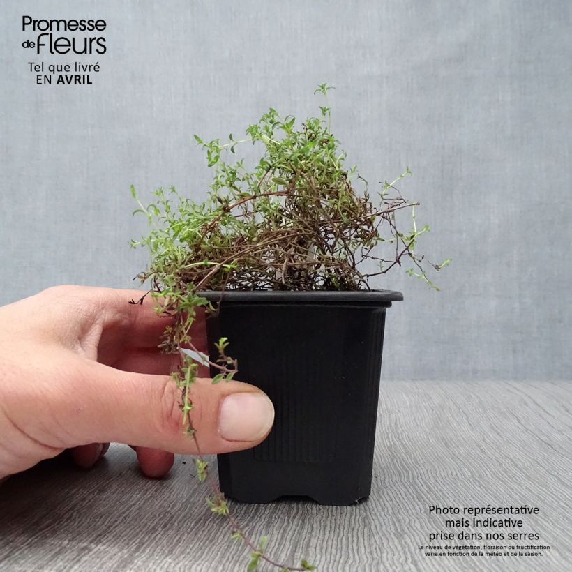 Spécimen de Thym de Corse - Thymus herba-barona  Godet de 8 cm tel que livré au printemps