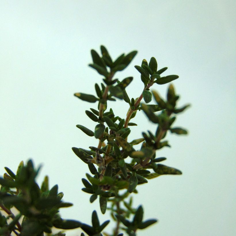 Thym de Provence  - Thymus vulgaris (Feuillage)