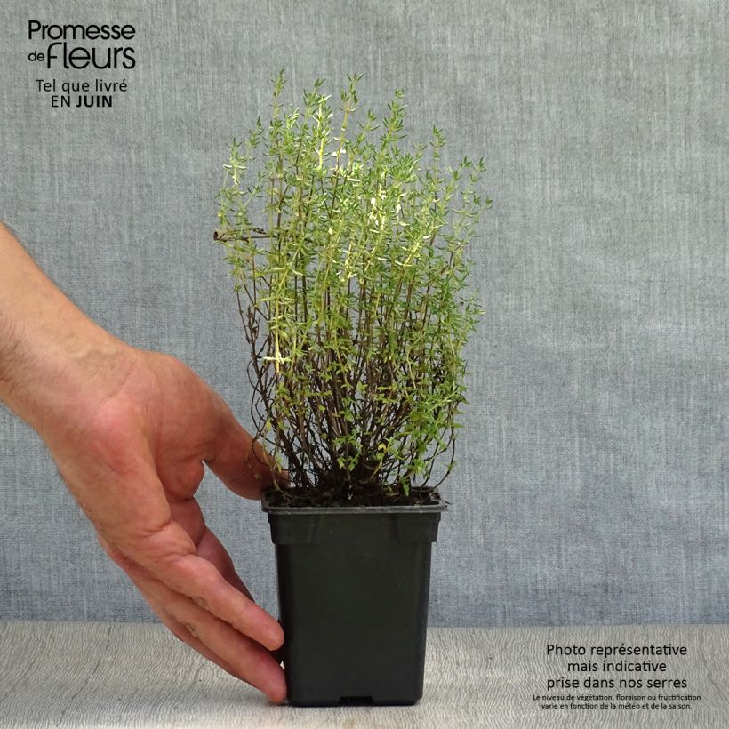 Spécimen de Thym de Provence  - Thymus vulgaris Godet de 7/8 cm tel que livré en été