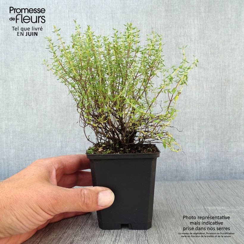Spécimen de Thym d'hiver, Thymus vulgaris Compactus Godet de 8/9 cm tel que livré en été
