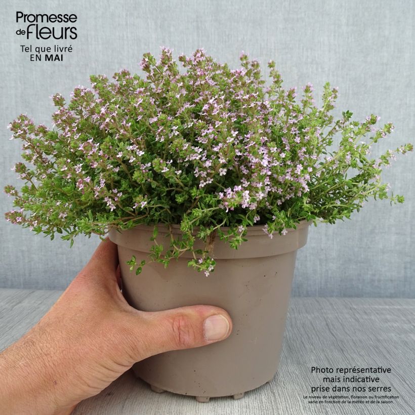 Spécimen de Thym d'hiver, Thymus vulgaris Compactus en pot de 2L/3L tel que livré au printemps