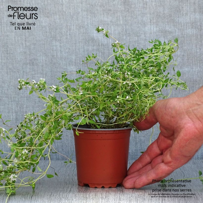 Spécimen de Thym d'hiver en plants - Thym commun en plants godet de 8/9cm tel que livré au printemps