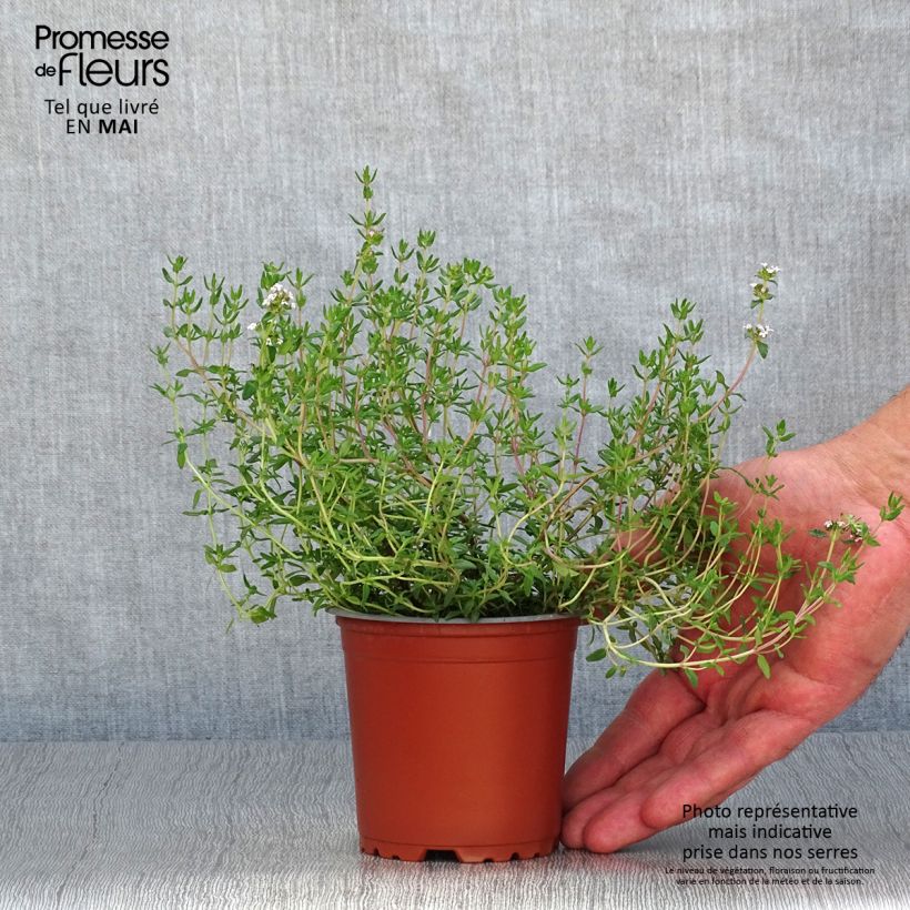 Spécimen de Thym faustinoi en plants godet de 8/9cm tel que livré au printemps