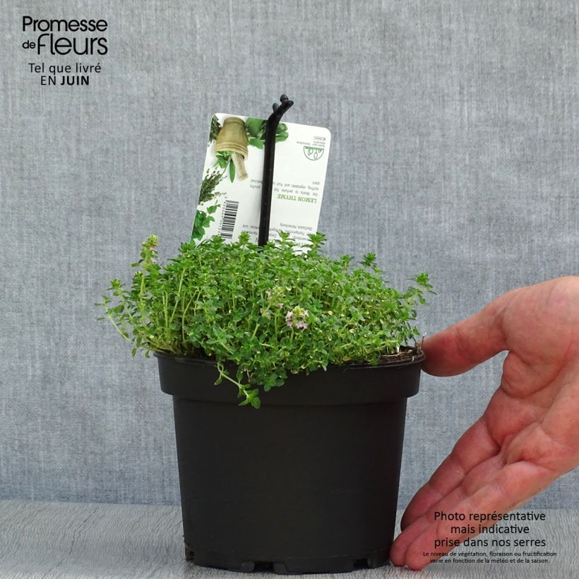 Spécimen de Thym hybride Doone Valley - Thymus (x) citriodorus Pot de 1L/1,5L tel que livré en été
