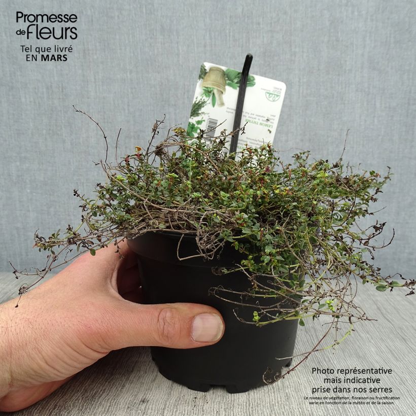 Spécimen de Thym hybride Doone Valley - Thymus (x) citriodorus Pot de 1.5L/2L tel que livré au printemps