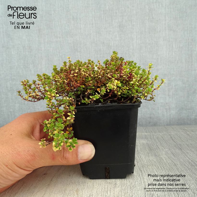 Spécimen de Thym hybride Doone Valley - Thymus (x) citriodorus godet de 8/9cm tel que livré au printemps