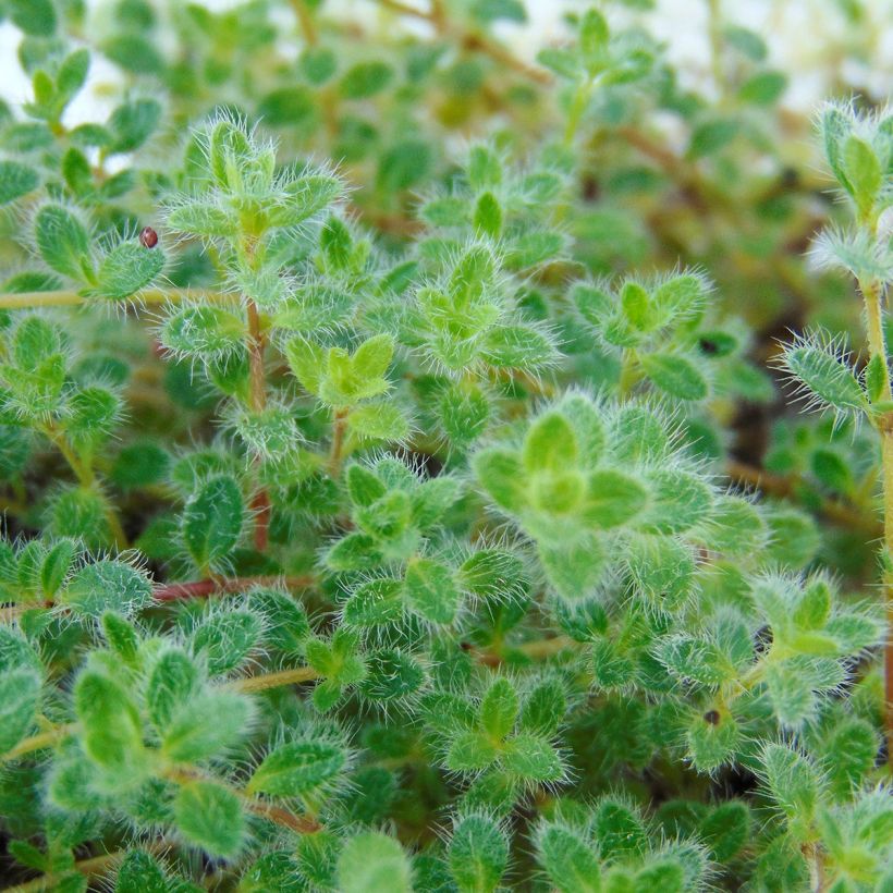 Thym laineux en godet - Thymus pseudolanuginosus (Feuillage)