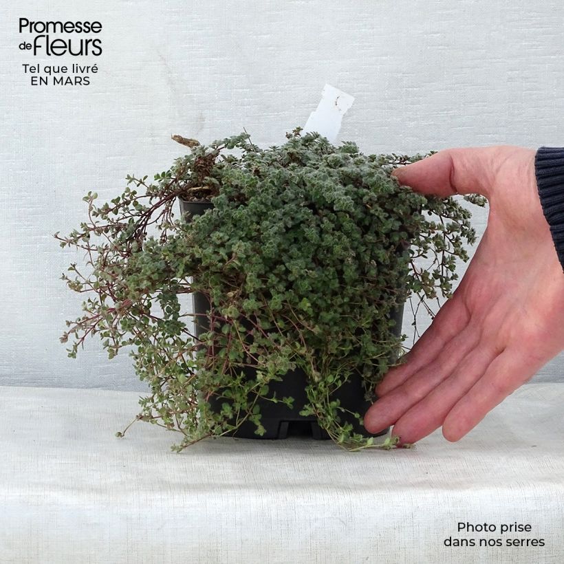 Spécimen de Thym laineux - Thymus pseudolanuginosus Pot de 2L/3L tel que livré au printemps