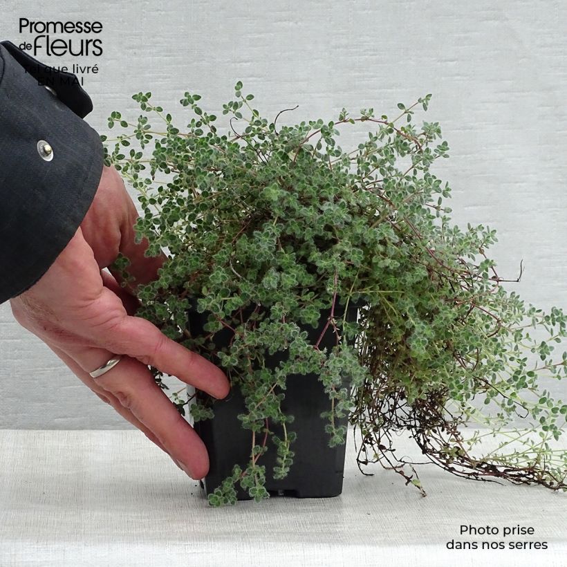 Spécimen de Thym laineux - Thymus pseudolanuginosus Godet de 8/9 cm tel que livré au printemps