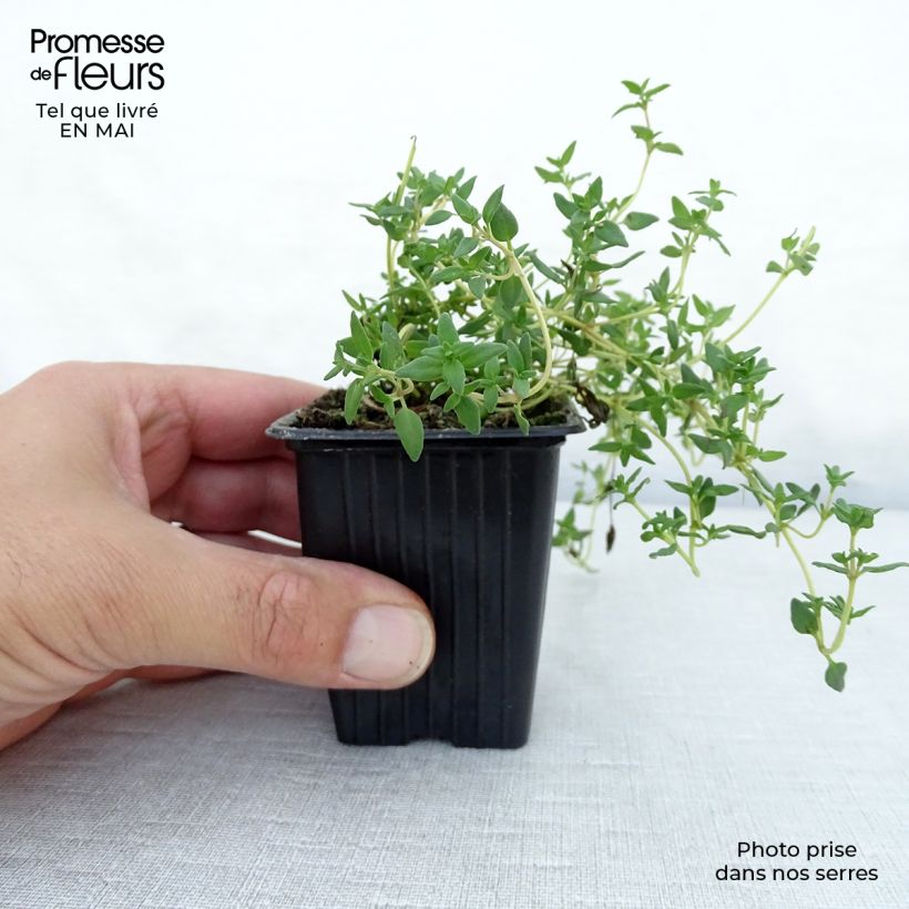 Spécimen de Thym officinal BIO Godet de 8 cm tel que livré au printemps