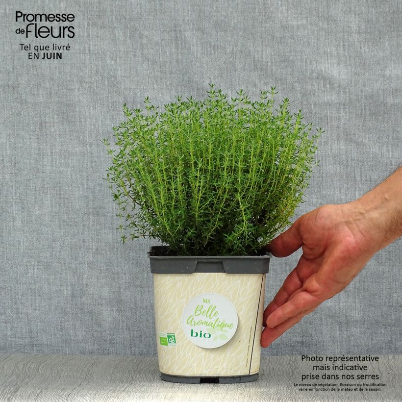Spécimen de Thym officinal en plant BIO Pot de 1L/1,5L tel que livré en été