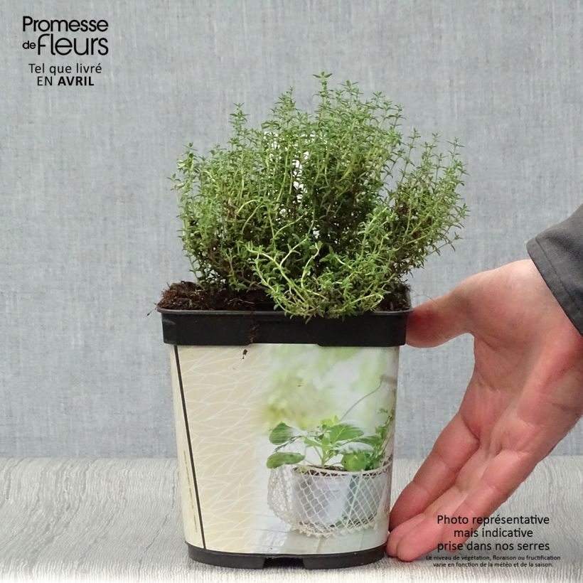 Spécimen de Thym officinal en plant BIO Pot de 1L./1.5L. tel que livré au printemps