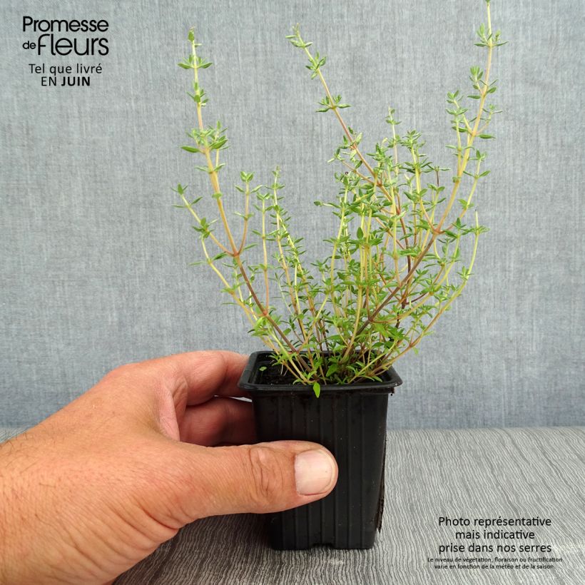 Spécimen de Thym orange en plants - Thymus vulgaris Fragrantissimus Godet de 7/8 cm tel que livré en été