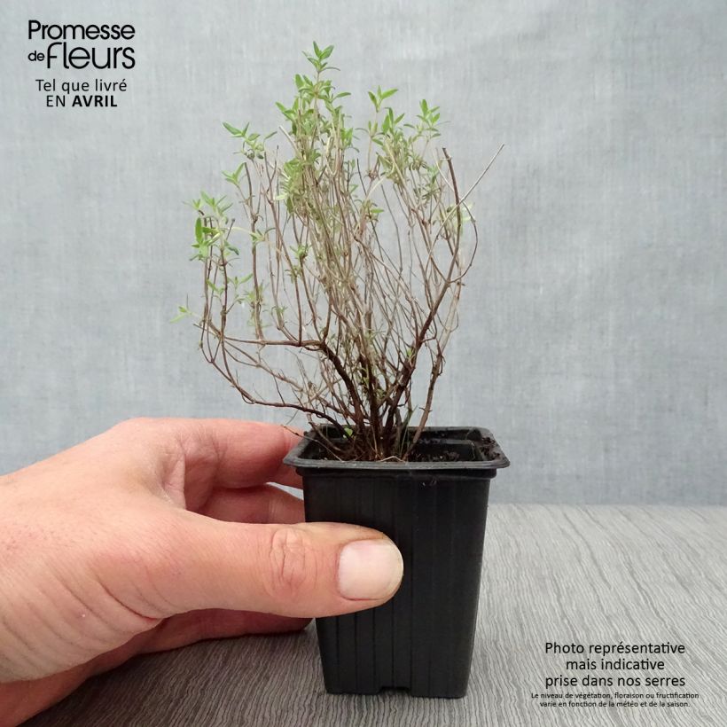 Spécimen de Thym orange en plants - Thymus vulgaris Fragrantissimus Godet de 7/8 cm tel que livré au printemps
