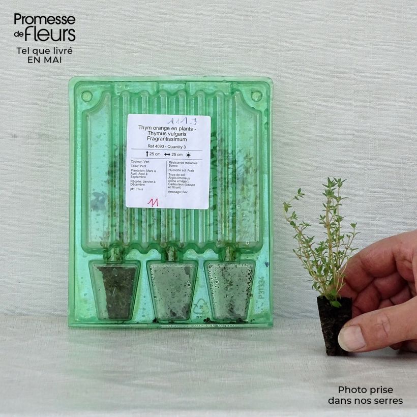 Spécimen de Thym orange en plants - Thymus vulgaris Fragrantissimus Mini-motte Ø 3/4 cm, Livré en hauteur de 5 à 10 cm tel que livré au printemps