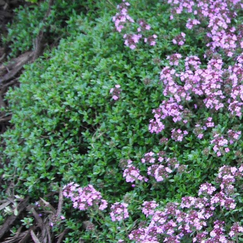 Thym praecox Coccineus - Thym précoce rouge magenta (Feuillage)