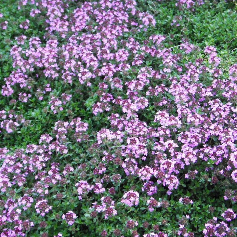 Thym praecox Coccineus - Thym précoce rouge magenta (Floraison)