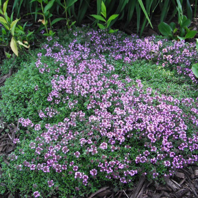 Thym praecox Coccineus - Thym précoce rouge magenta (Port)