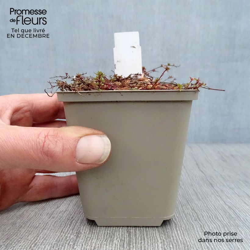 Spécimen de Thym praecox Coccineus - Thym précoce rouge magenta tel que livré en hiver