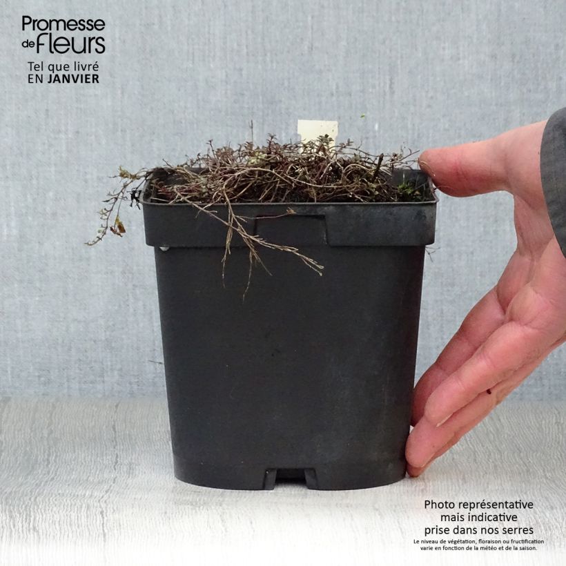 Spécimen de Thym praecox Coccineus - Thym précoce rouge magenta tel que livré en hiver