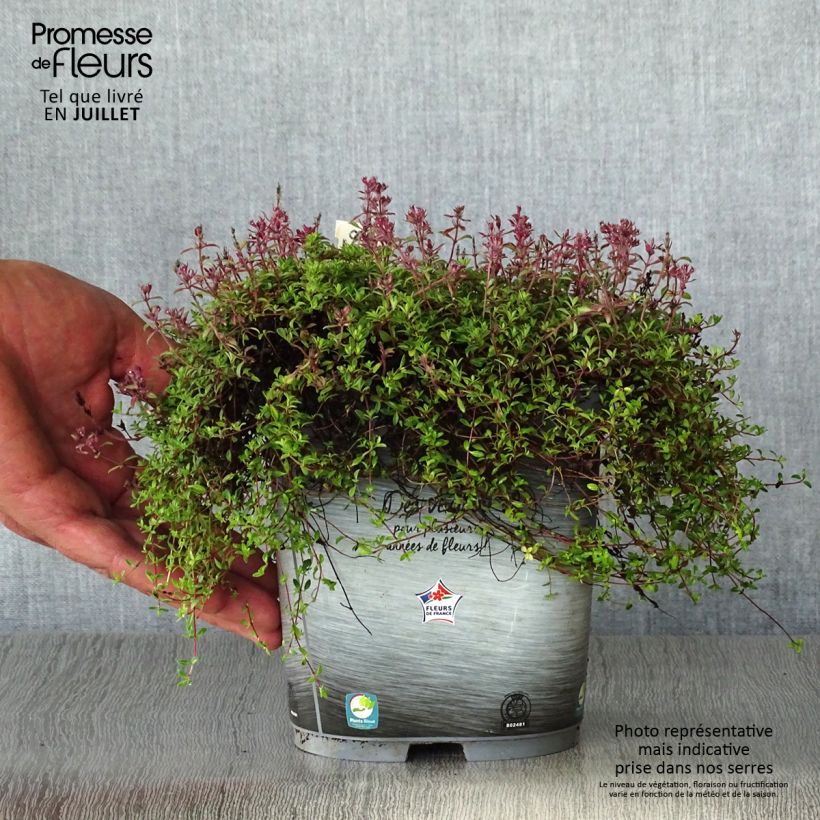 Spécimen de Thym praecox Coccineus - Thym précoce rouge magenta Pot de 2L/3L tel que livré en été