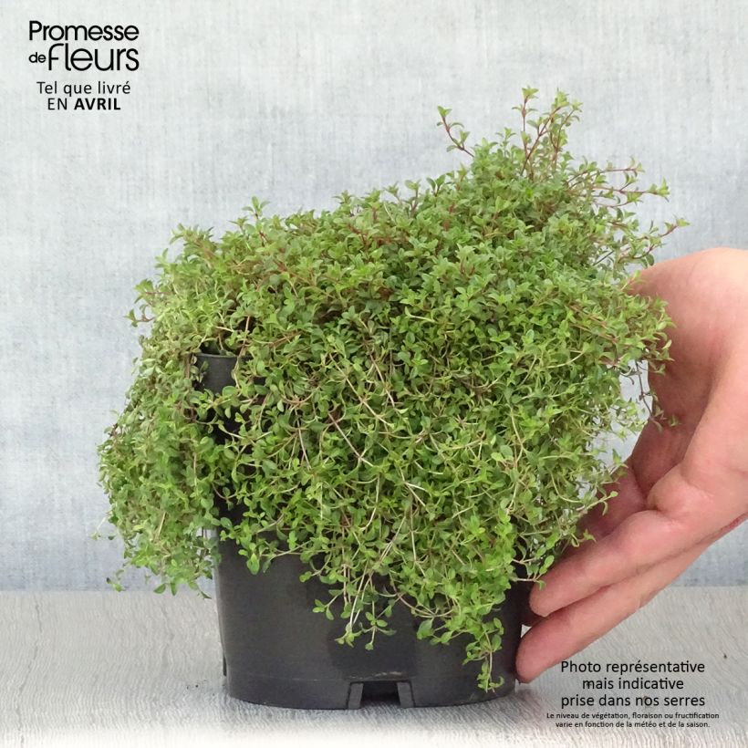 Spécimen de Thym praecox Coccineus - Thym précoce rouge magenta Pot de 2/3 L tel que livré au printemps