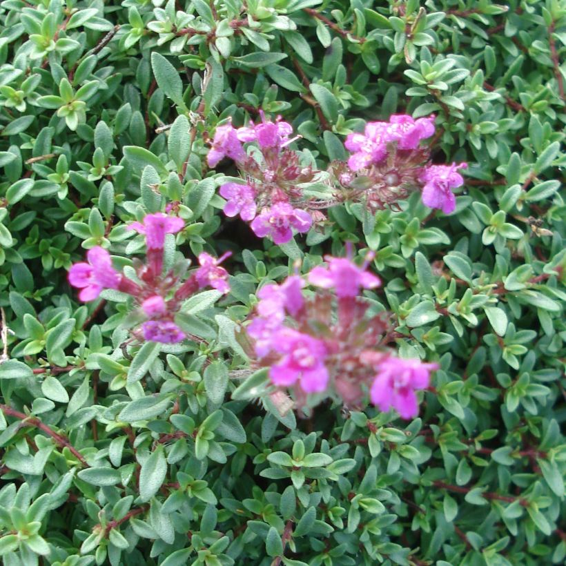 Thym praecox Purple Beauty - Thym précoce rose-pourpré (Floraison)
