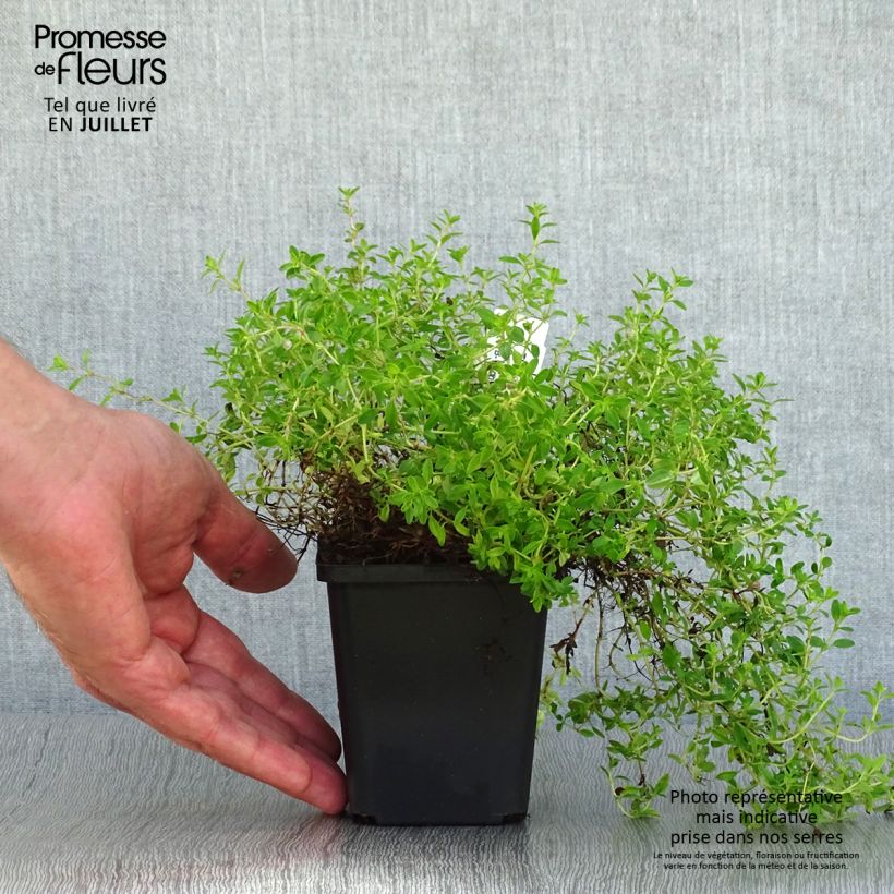 Spécimen de Thym praecox Purple Beauty - Thym précoce rose-pourpré Godet de 8/9 cm tel que livré en été