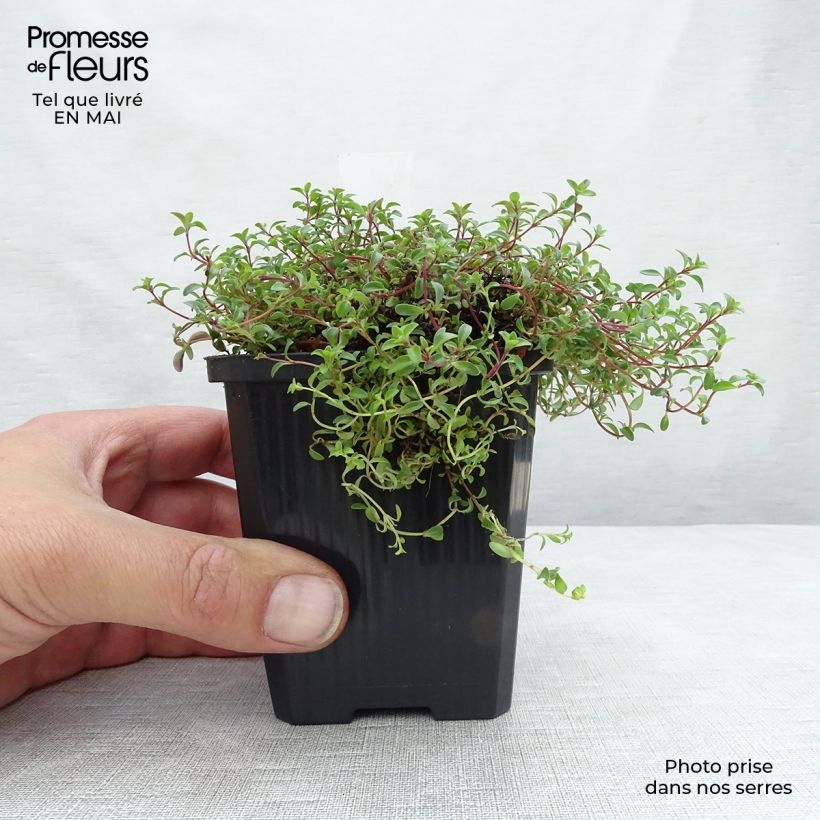 Spécimen de Thym praecox Purple Beauty - Thym précoce rose-pourpré Godet de 8/9 cm tel que livré au printemps