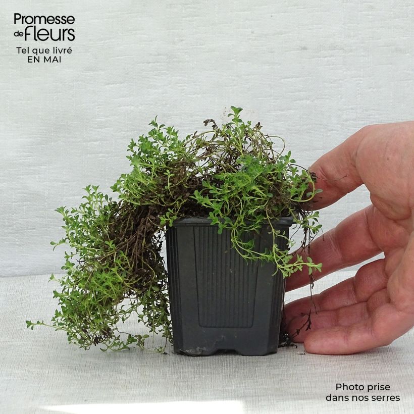 Spécimen de Thym précoce - Thym praecox Albiflorus en godet de 9 cm tel que livré au printemps