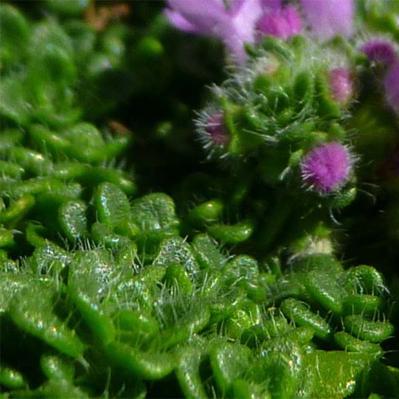 Thym serpolet Elfin - Thymus serpyllum (Feuillage)