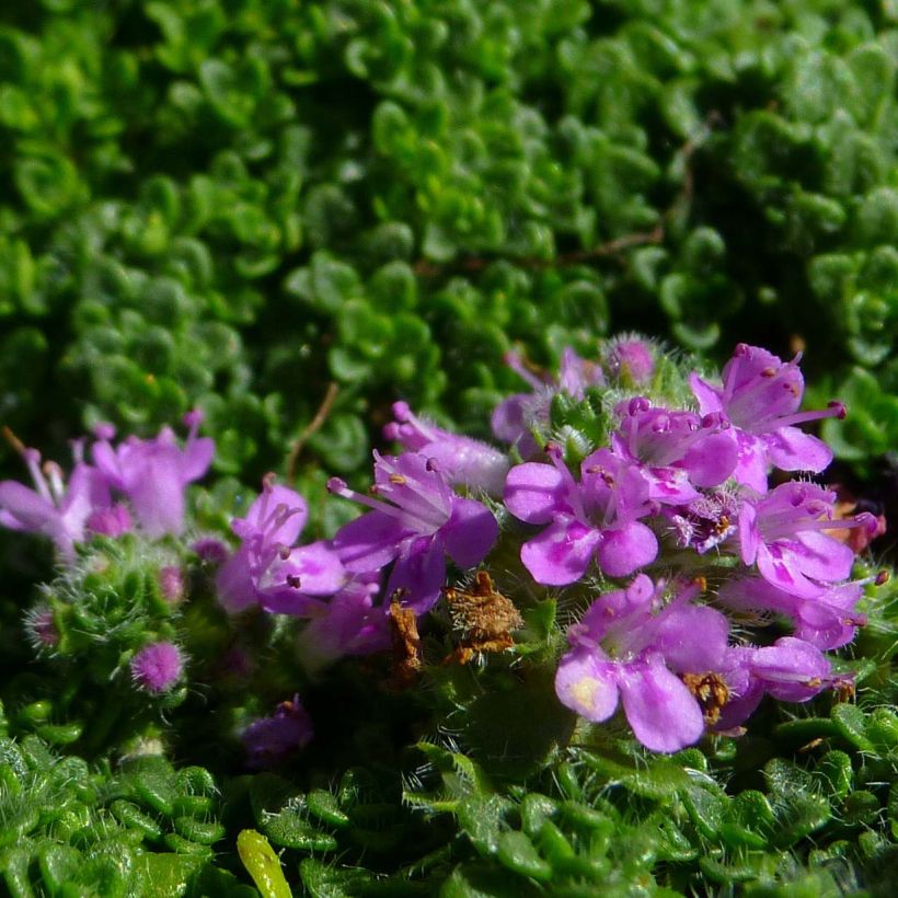 Thym serpolet Elfin - Thymus serpyllum (Floraison)