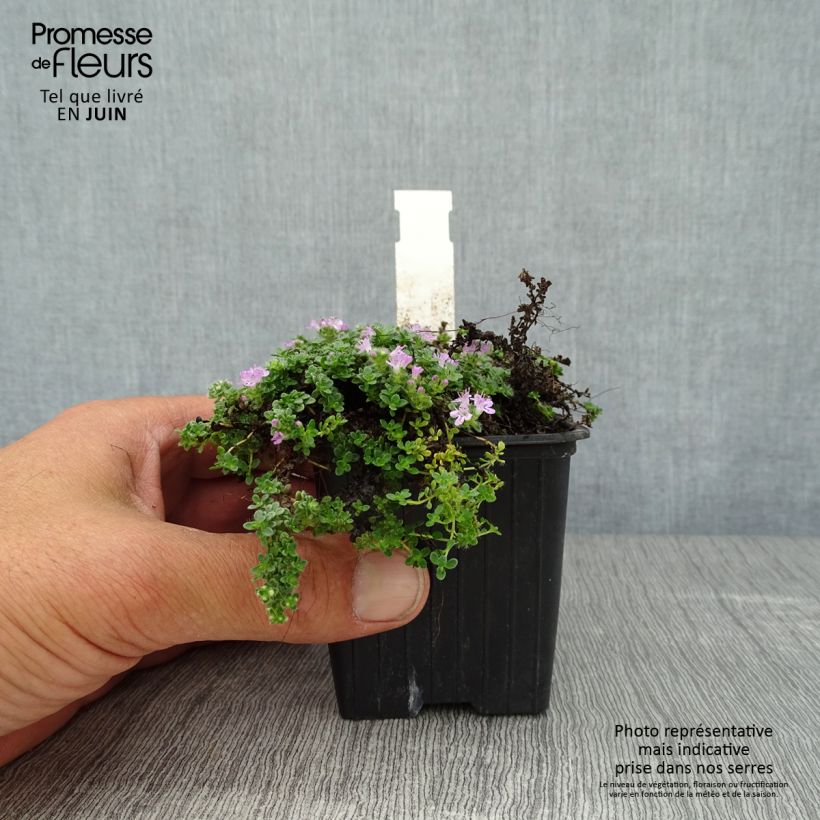 Spécimen de Thym serpolet Elfin - Thymus serpyllum Godet de 8/9 cm tel que livré en été